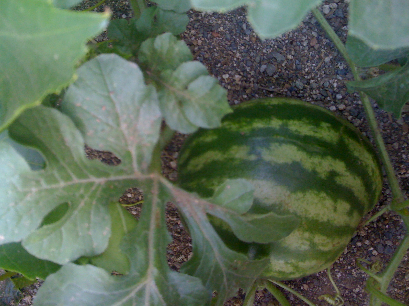 Watermelon grown in homemade compost