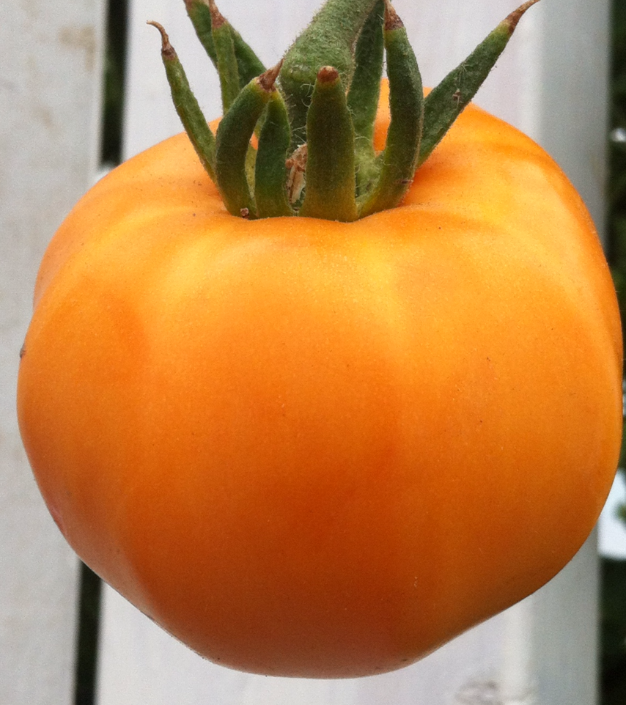 Orange Tomato grown in Compost