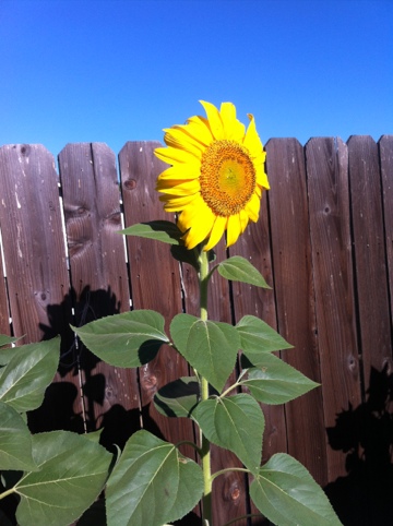 Mammoth sunflower grown in our compost