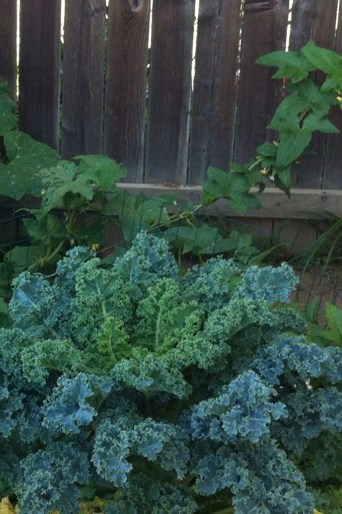 Kale grown in compost and soil