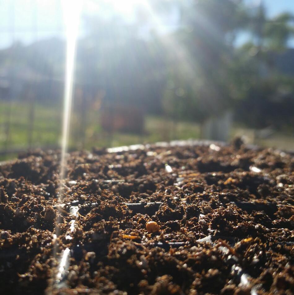 Seed starting soil