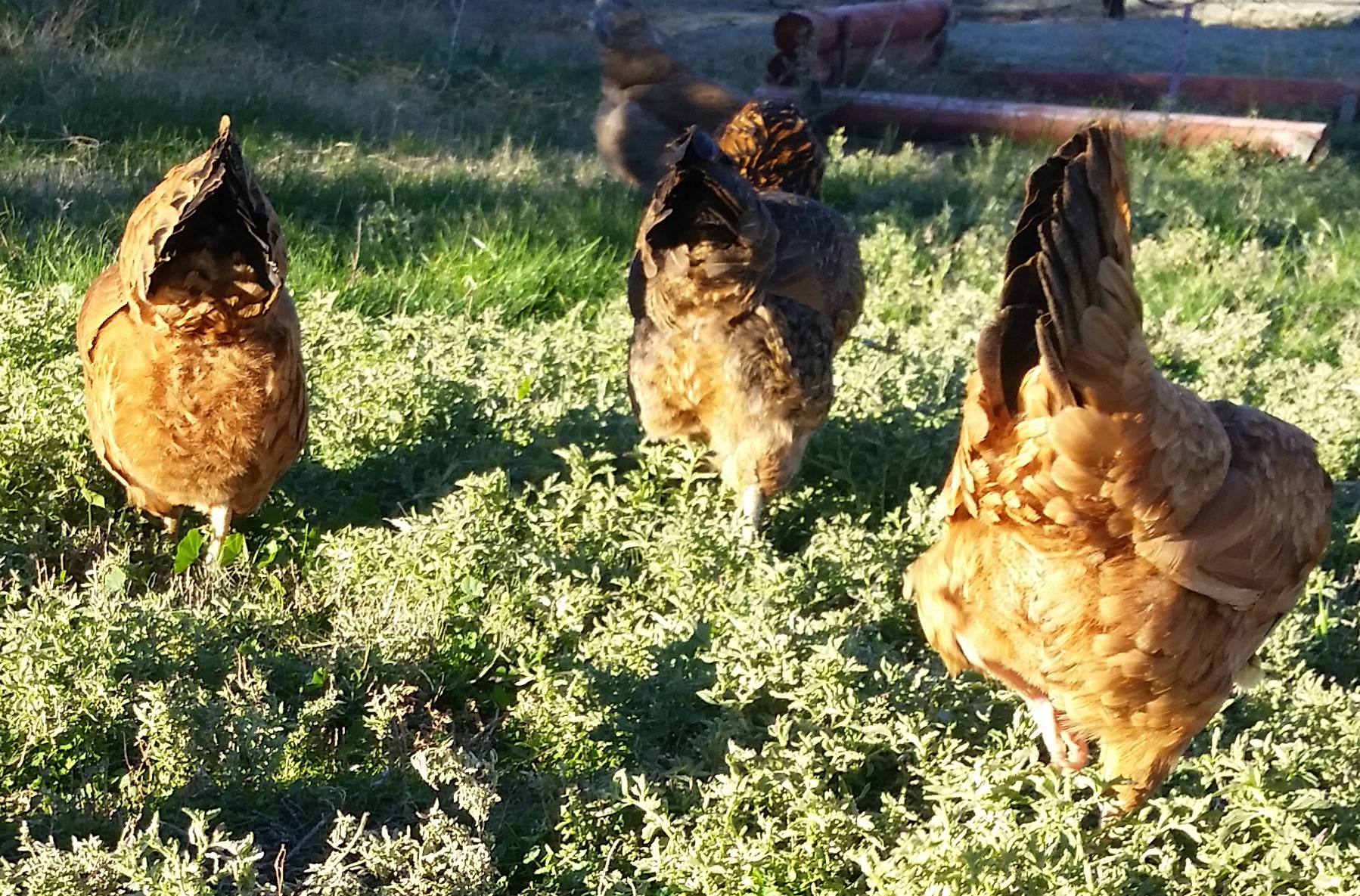 An example of healthy host chickens