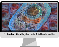 Module 1 Perfect Health, Bacteria And Mitochondria