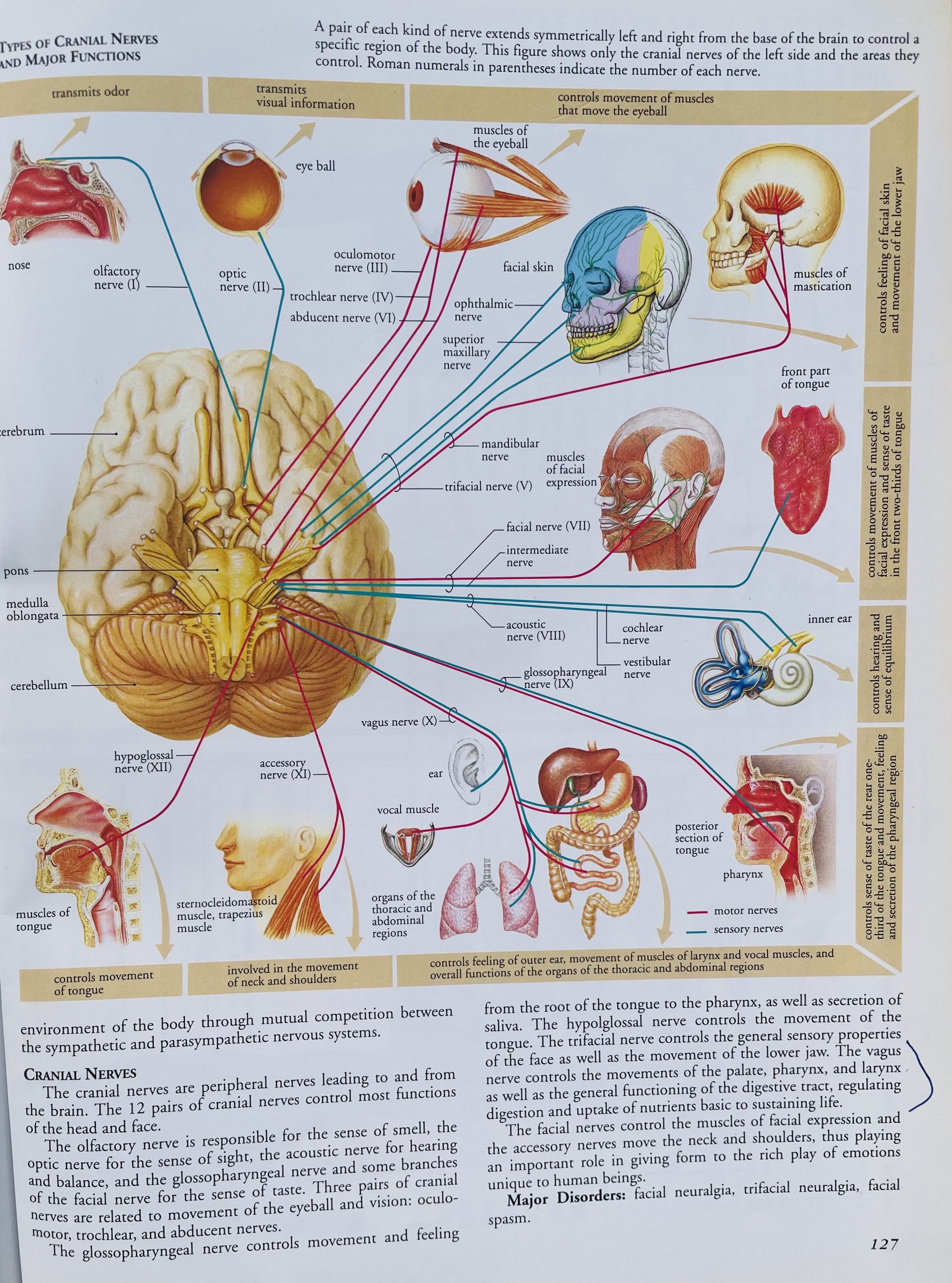 cranial nerves and major functions cranial nerves and major functions